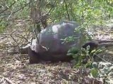 Galapagos Islands travel: Giant Tortoise video