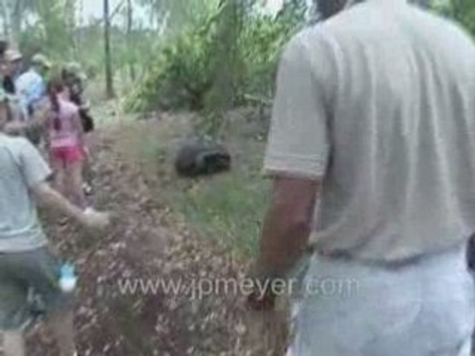 Galapagos Islands travel: Giant tortoise charging at us.