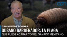 Gusano barrenador: la plaga que puede terminar con el ganado mexicano | Gabinete de Sombra