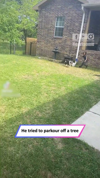 Dog Tries Epic Wall Jump for Toy… Ends in Hilarious Fail 😂|| Heartsome 💖