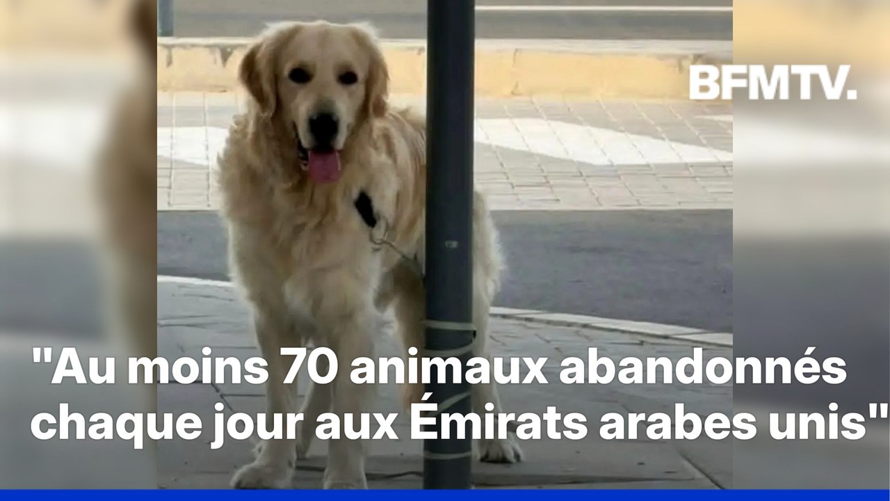 Guerre au Moyen-Orient: les abandons d'animaux en hausse à Dubaï depuis le début du conflit