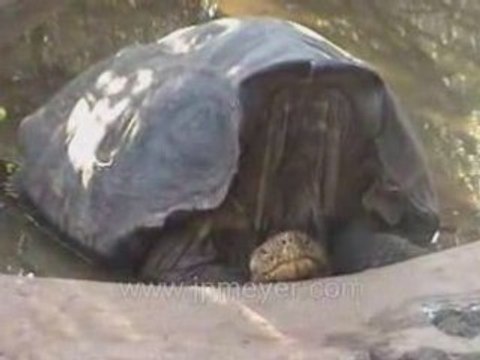 Galapagos Islands travel: Lonesome George and Diego