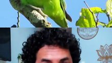 O Mini-Papagaio Brasileiro (Tuim)