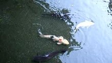 Kôrakuen carpes 2