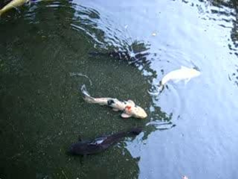 Kôrakuen carpes 2