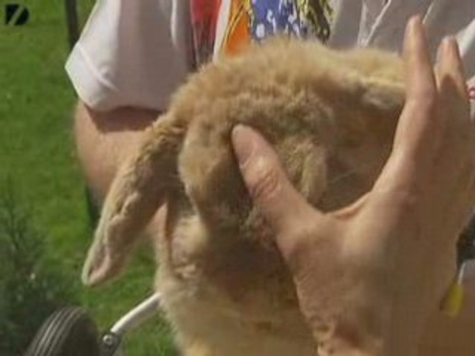 Rabbit On Wheels