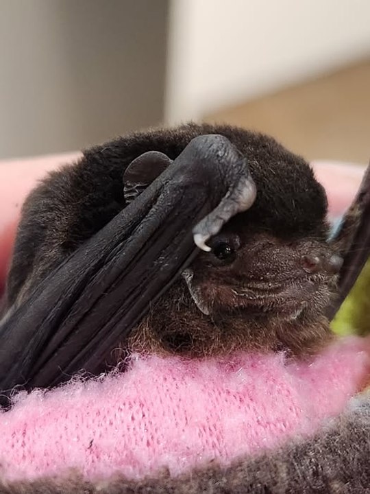 Microbat released after rescue at Legana shopping centre | The Examiner | March 2026