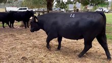 Stacked pedigree bull delivers six-figure price tag for Alpine Angus