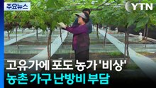 고유가에 포도 농가 '비상'...농촌 가구 난방비 부담 / YTN