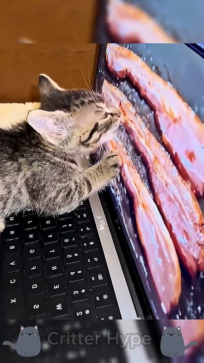 funny cats 1