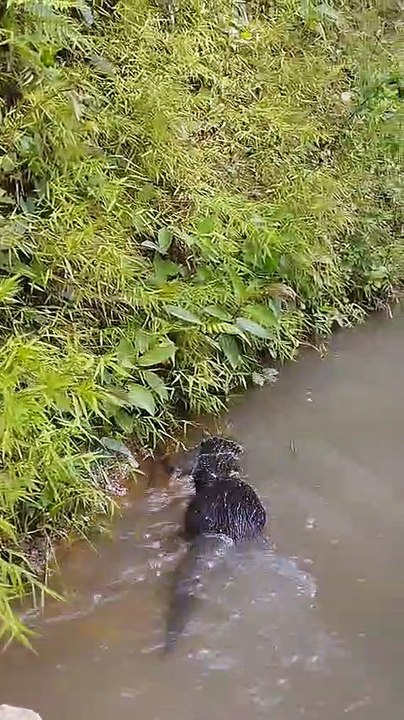 otter dino looking for fish in the river