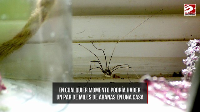 Miles de arañas podrían estar en casa al mismo tiempo