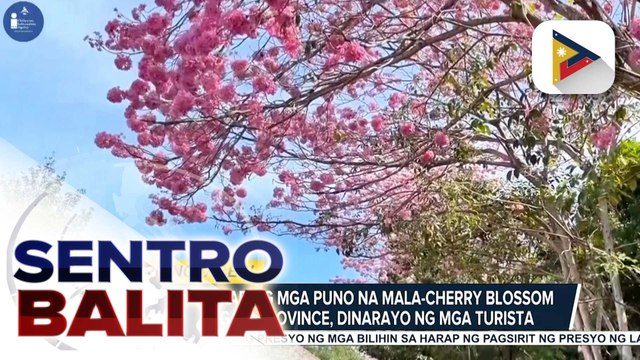 Pamumukadkad ng mga puno ng Tabebuia na mala-cherry blossom sa Sarangani Province, dinarayo ng mga turista | ulat ni Harlem Ferolino - PIA SOCCSKSARGEN