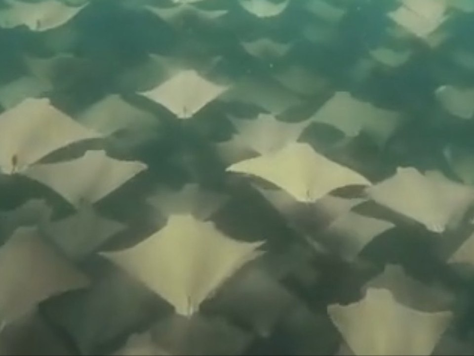 Taucher macht seltene Aufnahme eines Naturspektakels