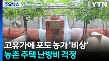 고유가에 포도 농가 '비상'...농촌 주택 난방비 걱정 / YTN
