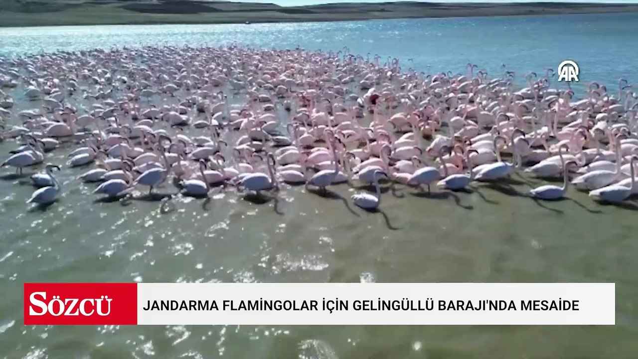 Binlercesi aniden Yozgat'a akın etti: Jandarma gece gündüz başlarında nöbet tutuyor