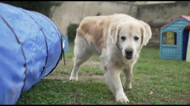 Una Mappa della leishmaniosi per proteggere gli animali domestici