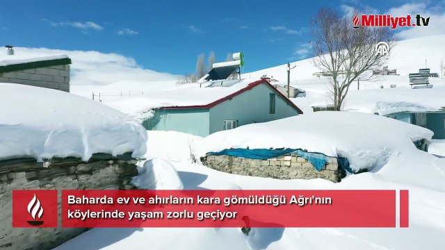 Pencerelere kadar kar! Bahar geldi ama kar gitmedi: Ağrı’nın yüksek köylerinde yaşam