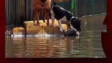 Tucumán: Continúan las lluvias luego de las evacuaciones, y voluntarios rescatan a las mascotas en el desastre.