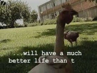 Weird Featherless Chickens