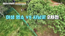 염소를 향해 전력질주! 염소와의 최후의 결전, 이번에는 잡는다!