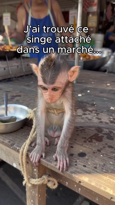 Je l’ai trouvé attaché dans un marché…💔 #animaux #sauvetage #nature