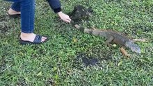 Little Boy Rescues A Cold-Stunned Iguana During South Florida Cold Snap