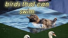 birds that can swim#trending #viral #birds #fyp #animals