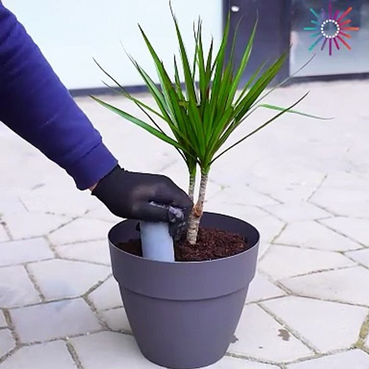 Learn how to easily make a water system for the plants