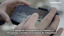 Los cuervos no necesitan seguir a los lobos de Yellowstone: usan un 'GPS mental' para ‘robarles’ la comida