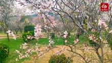 Iconic 'Badam Vaer' Blossoms In Kashmir Heralding Arrival Of Spring; Tourists Upbeat