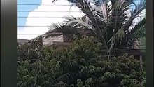 “Cuidado! É um macaco?”: saguis caminham por fios de energia e assustam moradores no Bairro Neva