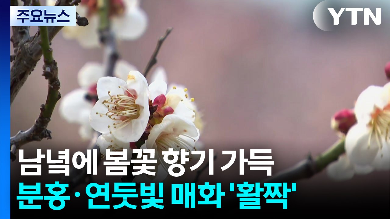 남녘에 봄꽃 향기 가득...분홍·연둣빛 매화 '활짝' / YTN