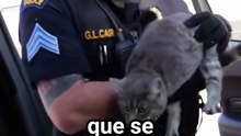 Policía salva a una gata herida en plena autopista 👮🐱