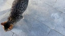 #chat#cat