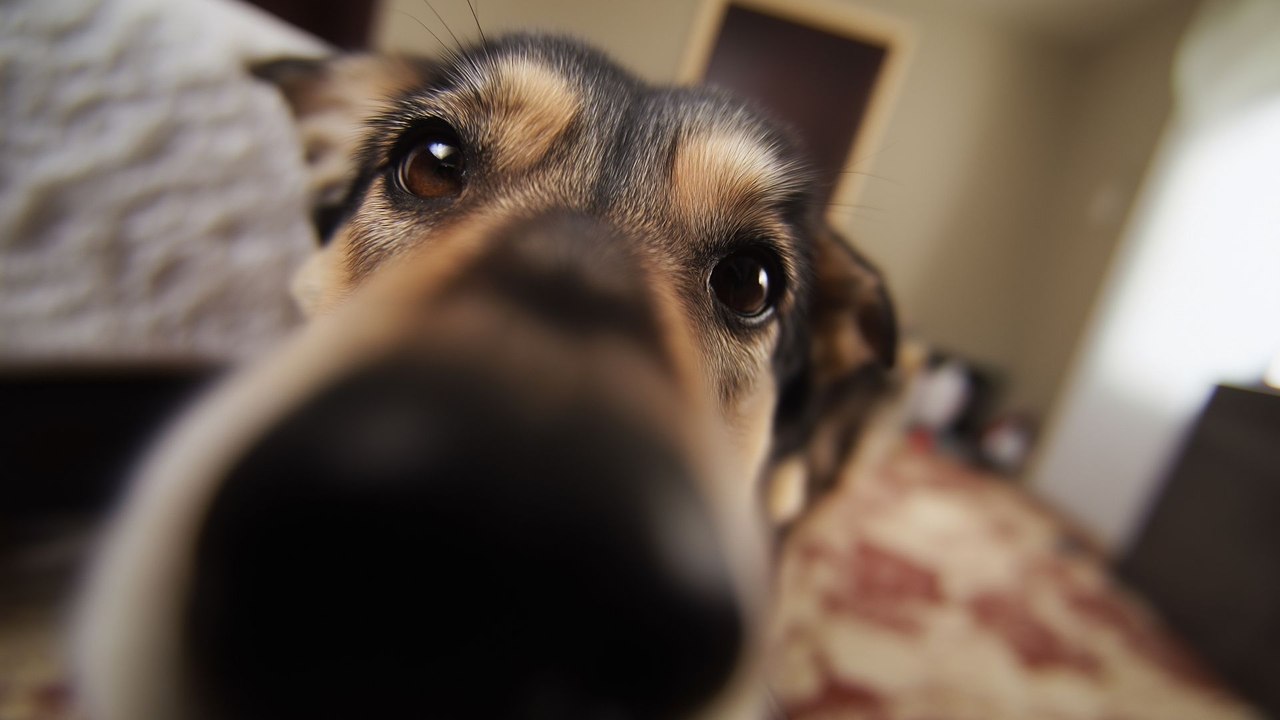 Premios Fido 2026: los verdaderos protagonistas de cuatro patas del cine