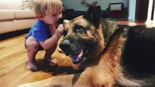 when big dogs become sweetest babysiter