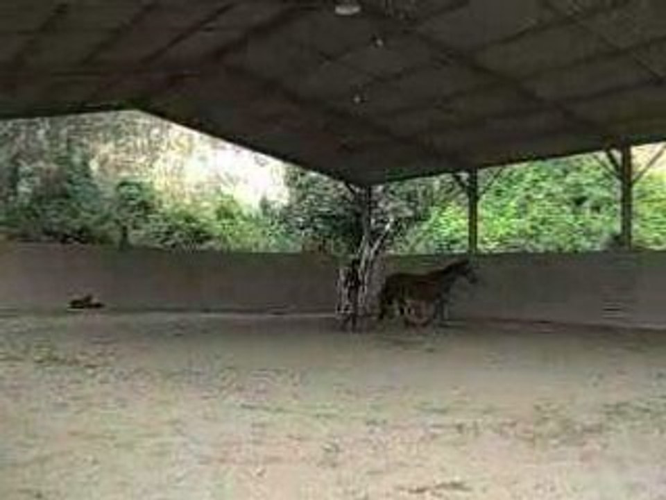 débourrage rafal 3/3 longe