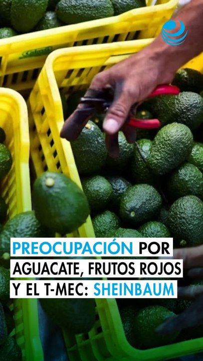 Hay preocupaciones sobre aguacate y frutos rojos por deforestación y cumplimiento del T-MEC: Sheinbaum