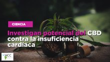 Investigan potencial del CBD contra la insuficiencia cardíaca