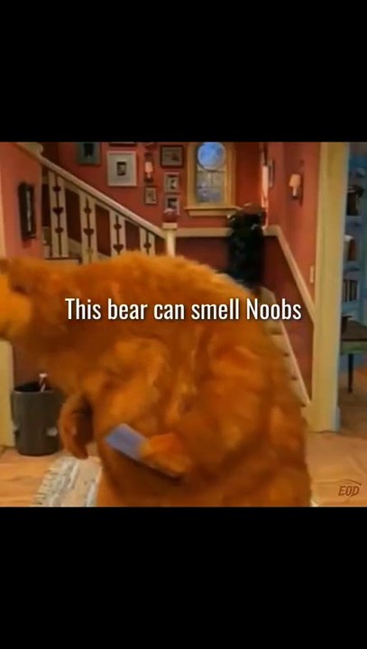 This bear 🐻 can smell noobs