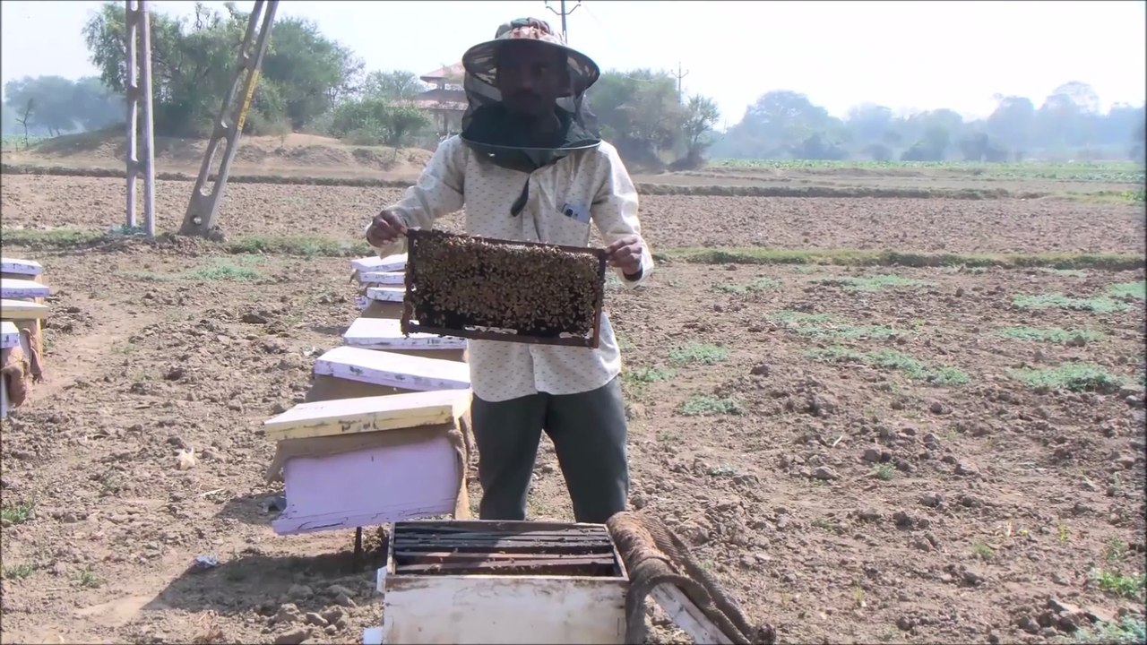 सिर्फ 10 पेटियों से करोड़ों का सफर: जानें अर्जुनभाई झाला की 'मधुक्रांति' की पूरी कहानी
