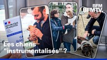 Municipales: comment les candidats cherchent à conquérir le cœur des propriétaires de chiens