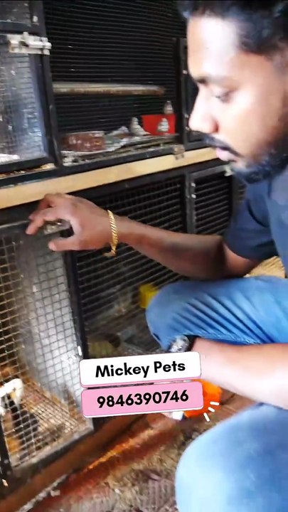 ആർക്കും വളർത്തുവാൻ പറ്റിയ ഗിനി പിഗ്ഗുകൾ | Cute Guinea Pigs
