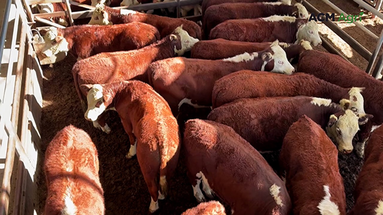 Angus and Hereford steers pass 600c/kg at Bairnsdale's annual calf sale