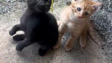 Naughty kittens