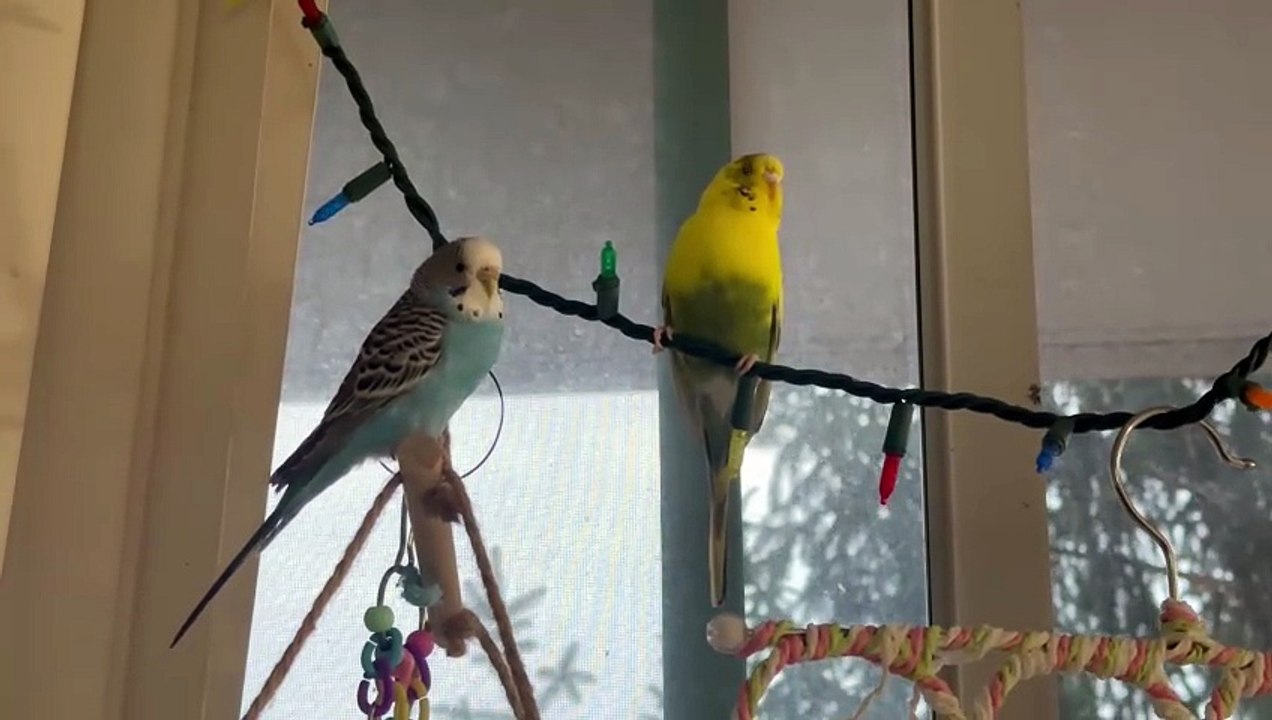Budgie playing/bird/pet playing
