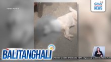 2 aso, hinataw ng baseball bat ng isang lalaki; isa sa mga aso, patay | Balitanghali