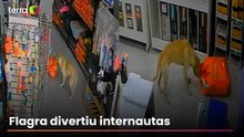 Cadela ‘invade’ pet shop, abocanha saco de ração e foge antes de dona impedir ‘furto’ no RJ
