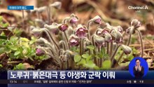 수도권 봄의 전령사…야생화 만발한 풍도